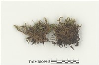 藏品(蠍尾苔屬)的圖片